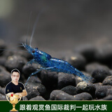 云峰海瑞黑壳虾清洁虾观赏虾 鱼缸水族箱水草缸清洁除藻淡水 【漂亮清洁虾】蓝钻15只