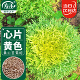 寿禾 黄心苦菊种子种苗苦苣四季蔬菜种籽 潍育黄丽人黄心苦菊种子5g