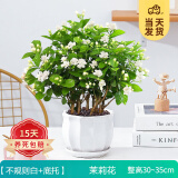 开时果 茉莉花盆栽浓香型 桌面绿植物阳台花卉树苗盆景摆件源头直发包邮 精品茉莉花5-10株【竖纹白瓷盆】