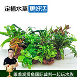 云峰海瑞水草活体鱼缸水族箱造景装饰真火山石水草活体懒人草造景活水草 60-70cm火山石水草套餐（岩石颜色随机）