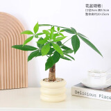 绿有意 绿植花卉办公室客厅桌面盆栽摆件简约创意网红北欧绿植ins云朵盆 发财树+甜甜圈PET树脂盆+托盘+肥料 北欧风格网红绿植