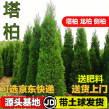 枫溢秋塔柏树苗柏苗松柏树苗扫墓墓地松树苗柏树苗四季长青工程绿化苗木 1.6-1.7米高