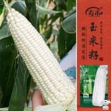 寿禾 白甜糯玉米种子苗超糯春季蔬菜种籽 潍育密甜糯1号玉米种子150g 