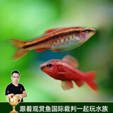 云峰海瑞 观赏鱼活体中小型热带鱼红绿灯鱼淡水水族鱼宠物接吻鱼虎皮鱼 红玫瑰鱼20条