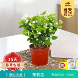 开时果 茉莉花盆栽浓香型 桌面绿植物阳台花卉树苗盆景摆件源头直发包邮 精品茉莉花5-10株【原生盆】