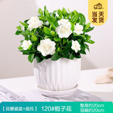 开时果 栀子花盆栽浓香型四季开花卉 阳台花卉好养绿植物源头直发包邮 花瓣瓷盆+底托【120#栀子花】
