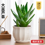 花翁芦荟盆栽室内净化空气绿植物办公桌面多肉四季花卉仙人掌源头直发