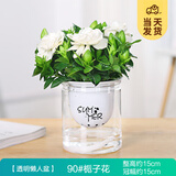 开时果 栀子花盆栽浓香型四季开花卉 阳台花卉好养绿植物源头直发包邮 早安盆【90#栀子花】