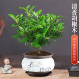 京云梦 清香胡椒木防蚊虫驱蚊草绿植盆栽客厅大苗+鸟语花香盆源头直发