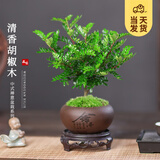 开时果 清香胡椒木盆栽 办公室内花卉迷你桌面盆景植物驱蚊草好养绿植 【热销款】舍得紫砂盆+苔藓+圆形底托