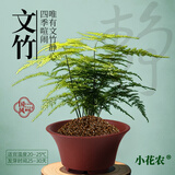 小花农儿童桌面微景观diy材料绿植物国风生态种植小盆栽种子生长观察盒 【文竹】种植套装一盒 幼儿园种植客厅书房摆件