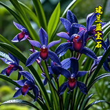 劉閣蘭花超香建兰四季兰当年开花壮苗满屋飘香室内四季常青花卉盆栽草 5苗连体【变异蓝宝石】带黑色兰盆