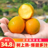 田良季广西金桔融安脆皮桔蜜新鲜滑皮水果生鲜小橘子送礼品礼物盒年货节 3斤装【尝鲜】净重2.5斤 优选果丨35-40枚/斤左右丨较甜