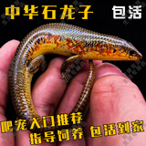 SMVP豹纹睫角守宫活物蜥蜴活体爬宠肥尾蓝舌石龙子鬃狮蜥十字岭树蜥 中华石龙子