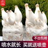 大禹蘑菇种植包玉米平菇芯菌包家庭种植香菇菌菇种子可食用菌种包菌棒  杏鲍菇种子菌包2 个约4斤