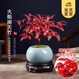 开时果 火焰南天竹桌面植物盆栽 室内冬季耐寒红叶绿植书房禅意创意摆件 【推荐款】哥窑浅蓝盆+苔藓+底托