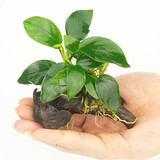 云峰海瑞水草活体懒人草鱼缸造景活体水草套餐鱼缸水草有茎类中后景真水草 小水榕沉木单头