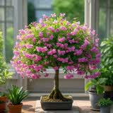 驱蚊虫金丝吊蝴蝶花卉绿植盆栽室内外阳台四季开花 玫红【浓香耐寒+驱蚊虫】四季开花 花期300天10年苗【买一送一】开花爆满