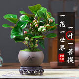 花翁小盼菩提盆栽带果盆景室内办公茶几桌面摆件中式禅意绿植源头直发