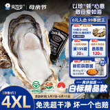 贝司令（BEISILING）【鲜活】乳山生态生蚝牡蛎贝类烧烤源头直发4XL净重9斤 18-24只装