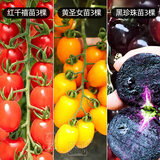 大禹矮生番茄苗盆栽小西红柿苗带土秧苗种子圣女果树苗寿光水果蔬菜苗 红千禧+黄千禧+黑珍珠苗各3棵