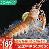 哆鲜生 深海鳌虾 远洋捕捞鲜活冷冻刺身级非新西兰进口虾类生鲜500g 特大号 5-6条/盒 500g(净重)