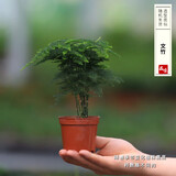 开时果 各类小盆栽绿植素材苗 小叶赤楠造景微景观植物盆景源头直发包邮 文竹（小盆）