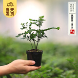 开时果 各类小盆栽绿植素材苗 小叶赤楠造景微景观植物盆景源头直发包邮 小叶紫檀（小苗）