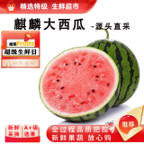 骑猴赶马云南麒麟西瓜当季现摘手撕大西瓜新鲜清甜可口时令水果麒麟西瓜 【净重6-7斤 | 推荐家庭装 | 多层保护】 【产地直发】