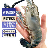 鲜渔翁罗氏虾沼虾3斤 鲜活冷冻大头虾超大虾巨型淡水河虾水产虾类 大号罗氏虾 3斤(净重)