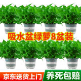 双盟绿萝盆栽除甲醛花卉绿植办公室180款加仑自吸水盆8盆装源头直发