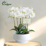 Only you【2小时达】白色蝴蝶兰带花苞花剑花盆真花盆兰花开业生日母亲节 8株白色（瓷盆随机）