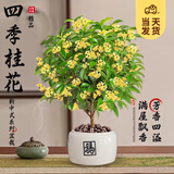 开时果 四季桂花盆栽树苗浓香型 新中式盆景办公室内绿植物源头直发包邮 精品四季桂+白色福字盆 【整高约40-50cm左右】