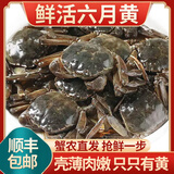 【活蟹】鲜活六月黄小螃蟹净重足重淡水大闸蟹小河蟹生鲜水产现货 五元蟹[0.9-1.2两]18只+多送2只