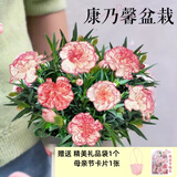 泰西丝康乃馨盆栽四季开花石竹花苗阳台绿植客厅办公室内植物源头直发