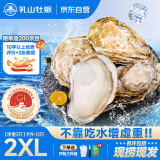 乳山牡蛎【源头直发】鲜活乳山生蚝2XL号 净重3斤装 9-12只海鲜礼盒