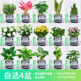 绿有意绿植盆栽桌面水培绿植办公室植物懒人好养盆景水养植物 【4盆自选绿植花卉】品种备注 含盆