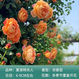 行湘爬藤月季花卉绿植盆栽阳台花园地栽 夏洛特20cm左右2棵 源头直发