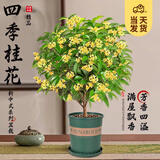 开时果 四季桂花盆栽树苗浓香型 新中式盆景办公室内绿植物源头直发包邮 精品四季桂+砖红加仑盆 【整高约40-50cm左右】