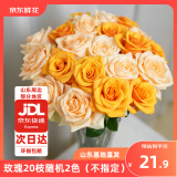 京东鲜花玫瑰花随机颜色20枝山东基地新鲜采摘送男女朋友枝长40cm源头直发