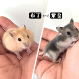 麦叮卡长毛金丝熊活体波利宠物仓鼠活物小仓鼠活体金丝鼠一公一母侏儒鼠 布丁+紫仓【发京东快递】