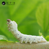 九千谷新鲜桑叶新鲜蚕宝宝饲料学生养蚕大叶小蚕鲜嫩桑叶 天然金丝蚕套装