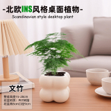 绿有意绿植盆栽办公室桌面好养花卉绿植净化空气简约创意网红绿植花卉 文竹+奶油泡泡云朵盆+托盘+肥 北欧绿植奶油泡泡云朵盆