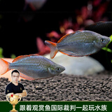 云峰海瑞 水族箱小型热带鱼观赏鱼活体红绿灯鱼淡水水族电光鱼美人天使鱼 电光美人4条2-3cm公母随机