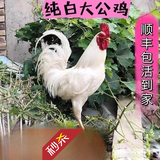 芊姹【当天发货】正宗纯白无杂毛大公鸡活鸡白毛大公鸡药引子专用 2斤重白公鸡1只