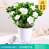 开时果 栀子花盆栽浓香型四季开花卉 阳台花卉好养绿植物源头直发包邮 米白简约盆【250#栀子花】