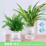 行湘水培绿植盆栽桌面花卉盆景 金边吊兰+波斯蕨（早安盆）源头直发