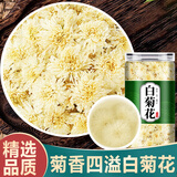 斋族正宗黄山白菊花g罐装中药材干货新货贡菊泡水喝功效与作用 精选大朵白菊花200克