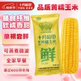 十月稻田鲜食黄糯玉米 220g 东北黏甜玉米棒 早餐 杂粮礼盒