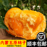 辰实【发顺丰】内蒙黄柿子 大果 内蒙五原黄色西红柿 番茄水果 7斤 黄柿子【大果】推荐